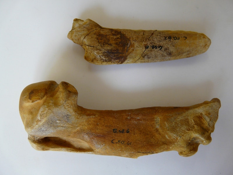 Amies' penguin. Humerus 13 cm long and radius, holotype in Otago Museum, registration numbers GL434, C.50.61 & 62. Hakataramea Valley, South Canterbury. Image © Otago Museum, Dunedin by Alan Tennyson.