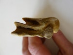 Amies' penguin. Distal end of humerus, part of holotype in Otago Museum, registration numbers GL434, C.50.61. Hakataramea Valley, South Canterbury. Image © Otago Museum , Dunedin by Alan Tennyson.