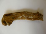 Lowe's penguin. Humerus of holotype in Otago Museum, 14 cm long, registration numbers GL407, C.47.20. Duntroon, Otago. Image © Otago Museum, Dunedin by Alan Tennyson.