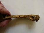 Lowe's penguin. Humerus of holotype in Otago Museum, 14 cm long, registration numbers GL407, C.47.20. Duntroon, Otago. Image © Otago Museum, Dunedin by Alan Tennyson.