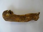 Lowe's penguin. Humerus of holotype in Otago Museum, 14 cm long, registration numbers GL407, C.47.20. Duntroon, Otago. Image © Otago Museum, Dunedin by Alan Tennyson.