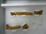 Lowe's penguin. Left femur and right tibiotarsus of holotype in Otago Museum, registration numbers GL407, C.47.20. Duntroon, Otago. Image © Otago Museum, Dunedin by Alan Tennyson.