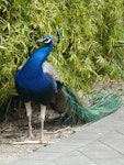 Peafowl | Pīkao. Adult male. Hamilton Zoo, October 2011. Image © Alan Tennyson by Alan Tennyson.