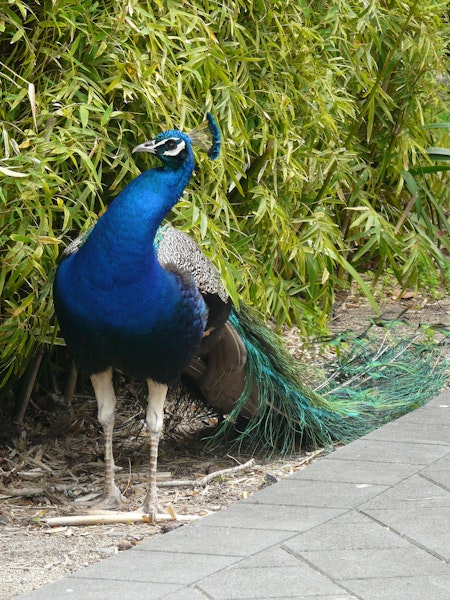 Peafowl | Pīkao. Adult male. Hamilton Zoo, October 2011. Image © Alan Tennyson by Alan Tennyson.