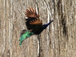 Peafowl | Pīkao. Adult male in flight. Wanganui, May 2012. Image © Ormond Torr by Ormond Torr.