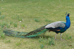 Peafowl | Pīkao. Adult male. Scone Palace, Scotland, April 2018. Image © Alan Tennyson by Alan Tennyson.