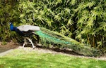 Peafowl | Pīkao. Adult male. Hamilton Zoo, October 2011. Image © Alan Tennyson by Alan Tennyson.