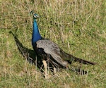 Peafowl | Pīkao. Adult male. Wanganui, February 2007. Image © Ormond Torr by Ormond Torr.