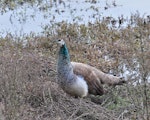 Peafowl | Pīkao. Adult female. Mission Heights, Auckland, August 2015. Image © Marie-Louise Myburgh by Marie-Louise Myburgh.