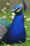 Peafowl | Pīkao. Adult male (close-up of head). Botany Downs, Auckland, June 2004. Image © Marie-Louise Myburgh by Marie-Louise Myburgh.