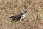 Peafowl | Pīkao. Adult female. Wanganui, May 2012. Image © Ormond Torr by Ormond Torr.