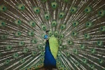 Peafowl | Pīkao. Adult male displaying. Kawau Island, Hauraki Gulf. Image © Department of Conservation ( image ref: 10055278 ) by Department of Conservation.