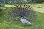 Peafowl | Pīkao. Pale coloured (leucistic) bird in foreground with male displaying behind (captive birds).. Katikati, October 2011. Image © Raewyn Adams by Raewyn Adams.