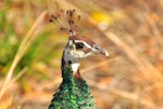 Peafowl | Pīkao. Hen portrait. Shakespear Regional Park, April 2011. Image © Cheryl Marriner by Cheryl Marriner.