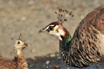 Peafowl | Pīkao. Hen with chick. Shakespear Regional Park, Auckland, April 2011. Image © Cheryl Marriner by Cheryl Marriner.