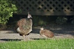 Peafowl | Pīkao. Hen with chick (captive birds).. Banks Peninsula, March 2005. Image © Raewyn Adams by Raewyn Adams.