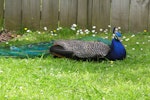 Peafowl | Pīkao. Adult male sitting. Botany Downs, Auckland, June 2004. Image © Marie-Louise Myburgh by Marie-Louise Myburgh.