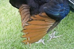 Peafowl | Pīkao. Detail under the tail (captive bird).. Katikati, October 2011. Image © Raewyn Adams by Raewyn Adams.