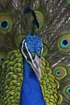 Peafowl | Pīkao. Male front view (captive bird). Katikati, October 2011. Image © Raewyn Adams by Raewyn Adams.