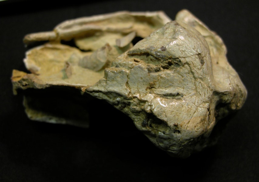 Harris' penguin. Holotype skull (dorsal view), Canterbury Museum AV 16527. Motunau Beach, January 1955. Image © Daniel Ksepka by Daniel Ksepka.