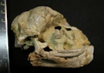 Harris' penguin. Holotype skull (lateral view), Canterbury Museum AV 16527. Motunau Beach, January 1955. Image © Daniel Ksepka by Daniel Ksepka.