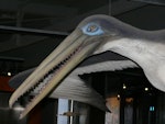 Stirton’s pseudotoothed bird. Model in Puke Ariki Museum, New Plymouth. Image © Alan Tennyson by Alan Tennyson.