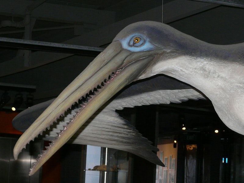 Stirton’s pseudotoothed bird. Model in Puke Ariki Museum, New Plymouth. Image © Alan Tennyson by Alan Tennyson.