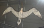 Stirton’s pseudotoothed bird. Model in Puke Ariki Museum, New Plymouth. Image © Alan Tennyson by Alan Tennyson.