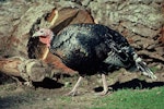 Wild turkey | Korukoru. Male adult. Wellington, January 1984. Image © Department of Conservation ( image ref: 10037643 ) by Rod Morris Department of Conservation.