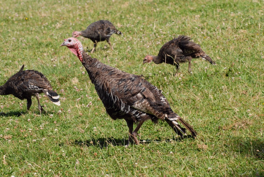 Wild turkey | Korukoru. Male with 3 females. Near Muriwai, January 2009. Image © Peter Reese by Peter Reese.