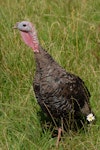 Wild turkey | Korukoru. Male. Near Muriwai, January 2009. Image © Peter Reese by Peter Reese.