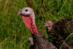 Wild turkey | Korukoru. Male head. Near Muriwai, January 2009. Image © Peter Reese by Peter Reese.