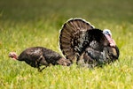 Wild turkey | Korukoru. Male displaying (with female on left). November 2018. Image © Les Feasey by Les Feasey.