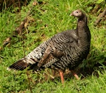 Wild turkey | Korukoru. Immature. Kai-iwi, Wanganui, October 2009. Image © Ormond Torr by Ormond Torr.