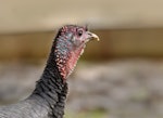 Wild turkey | Korukoru. Immature male. Clevedon, July 2016. Image © Marie-louse Myburgh by Marie-Louise Myburgh.