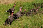 Wild turkey | Korukoru. Flock. Near Muriwai, January 2009. Image © Peter Reese by Peter Reese.