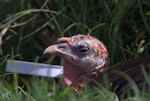 Wild turkey | Korukoru. Adult female. Ambury Regional Park, December 2015. Image © George Curzon-Hobson by George Curzon-Hobson.