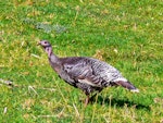 Wild turkey | Korukoru. Immature. Bushy Park, Whanganui, September 2012. Image © Peter Frost by Peter Frost.