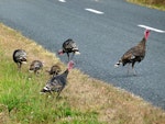 Wild turkey | Korukoru. Female with young. near Lake Waikare, March 2013. Image © Joke Baars by Joke Baars.