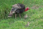 Wild turkey | Korukoru. Adult male with chicks. Waimarama, Southern Hawke's Bay, November 2011. Image © Roger Smith by Roger Smith.