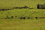 Wild turkey | Korukoru. Flock feeding. Near Muriwai, January 2009. Image © Peter Reese by Peter Reese.