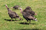 Wild turkey | Korukoru. Two males with four females. Near Muriwai, January 2009. Image © Peter Reese by Peter Reese.