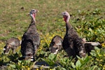 Wild turkey | Korukoru. Two males and three females. Near Muriwai, January 2009. Image © Peter Reese by Peter Reese.