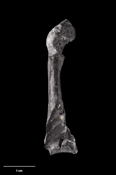 St Bathans pigeon. Holotype (coracoid), S.051259, Te Papa. St Bathans. Image © Te Papa.