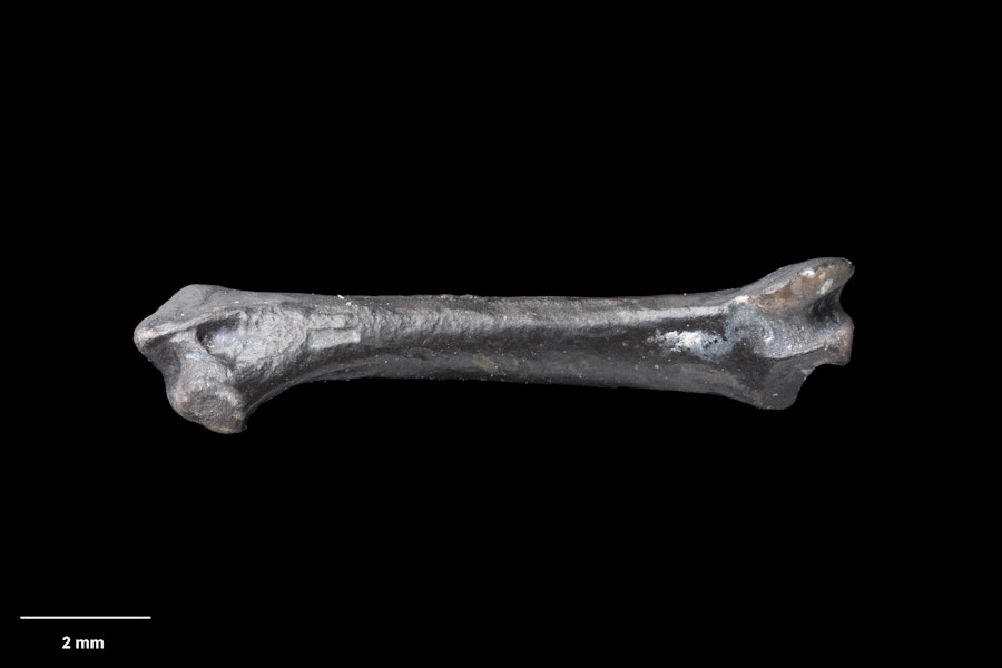 St Bathans swiftlet. Original specimen (right ulna), S.042799, Te Papa. St Bathans. Image © Te Papa.