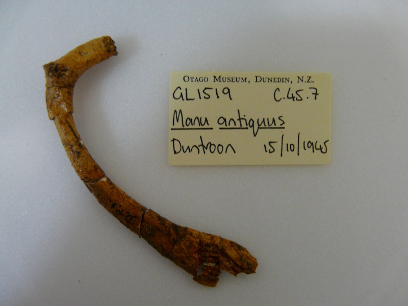 (bird of unknown affinities). Furcula in Otago Museum, holotype, 8 cm long, registration numbers GL1519, C.45.7. Duntroon, Otago, October 1945. Image © Otago Museum, Dunedin by Alan Tennyson.