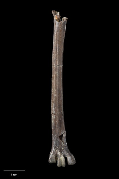 St Bathans heron. Holotype (tarsometatarsus), S.050003, Te Papa. St Bathans. Image © Te Papa.