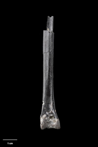 New Zealand palaelodus. Holotype (distal right tibiotarsus), S.051799, Te Papa. St Bathans. Image © Te Papa.