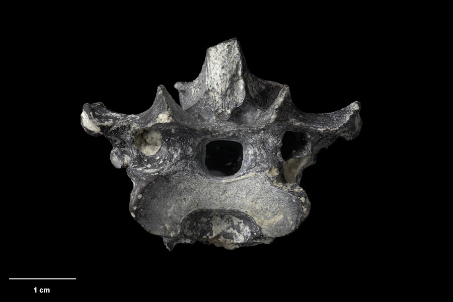 St Bathans adzebill. Holotype (thoracic vertebra), S.052350, Te Papa. St Bathans. Image © Te Papa.