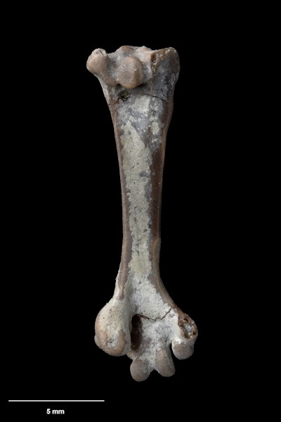 Little St Bathans parrot. Holotype (left tarsometatarsus), S.052404, Te Papa. St Bathans. Image © Te Papa.